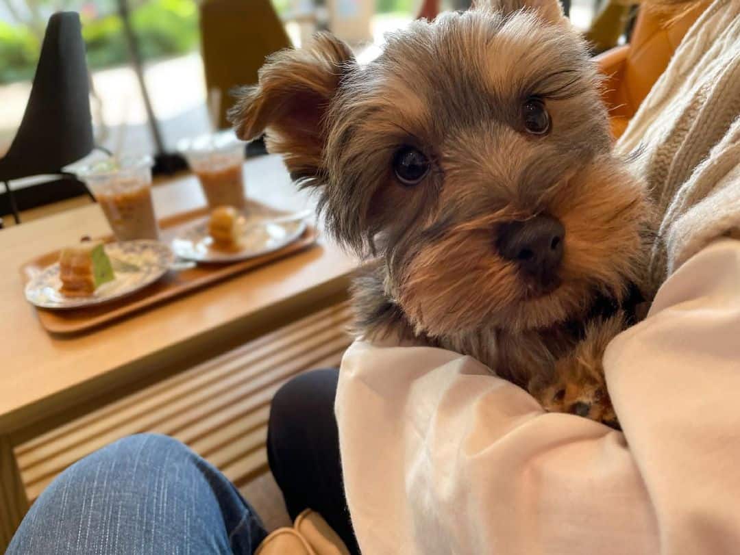 20 Best Dog Foods for Yorkies 2023 (Premium & Budget) K9 