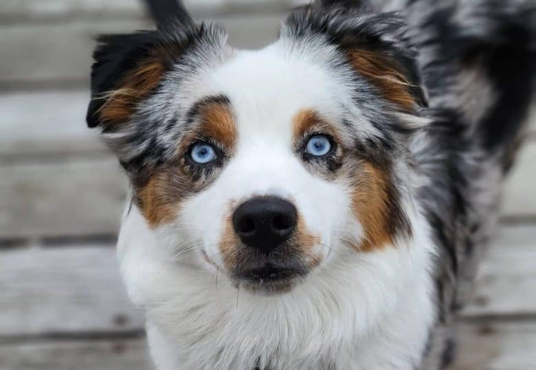 an Australian Shepherd with blue eyes adorably looking up
