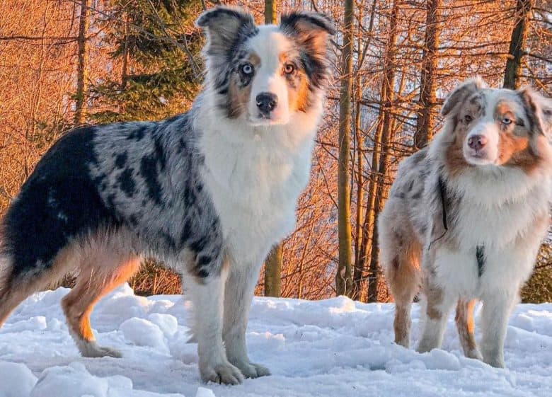 Two Australian Shepherd standing on the snow