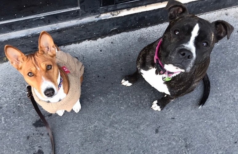 a Basenji wearing a sweater sitting with her friend
