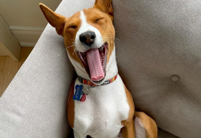 an adorable Basenji laying on a couch yawning