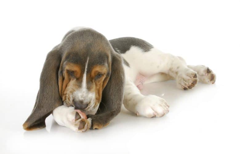 a Basset Hound laying down while biting its paws