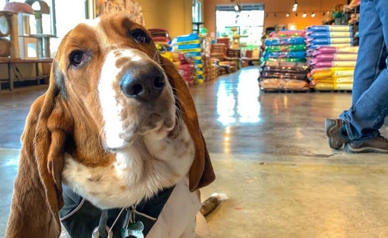 a Basset Hound patiently waiting in a dog food shop