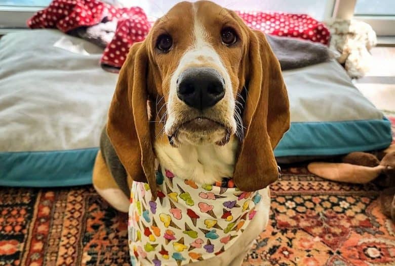 a Basset Hound wearing an ice cream printed scarf