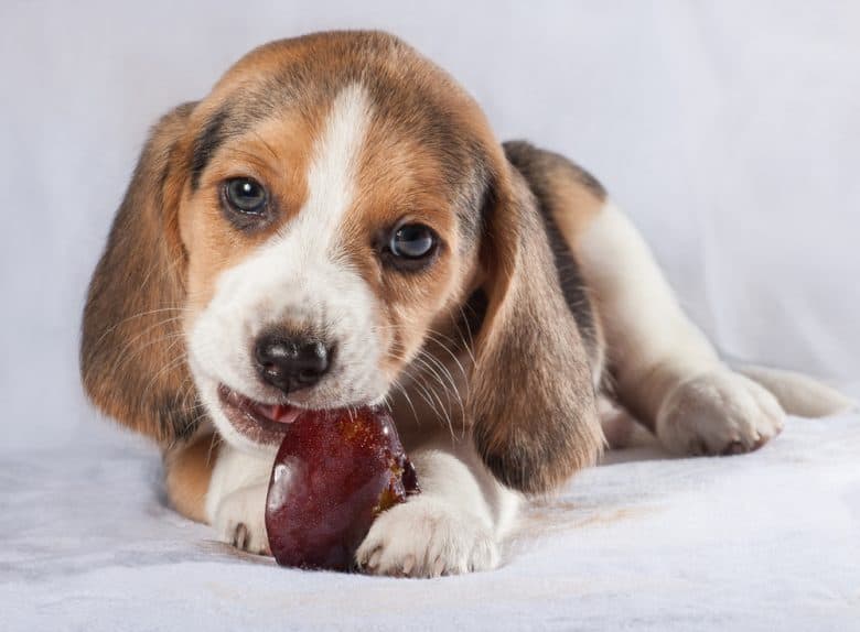 a Beagle puppy casually eating a plum