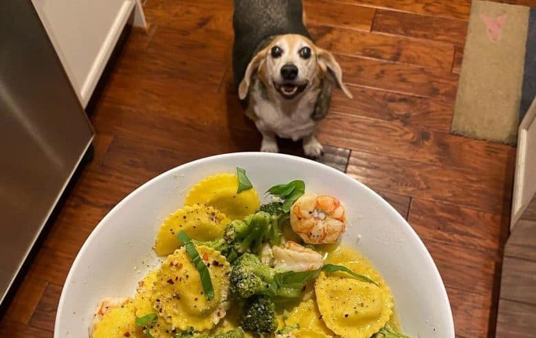 a happy Beagle asking for a plate of ravioli