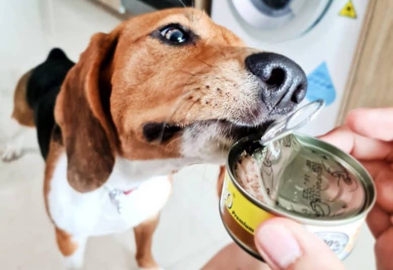 a Beagle trying to open a half opened canned dog food
