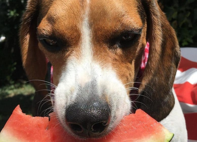 A Beagle eating a watermelon