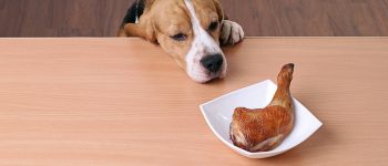 a Beagle trying to steal the roasted chicken
