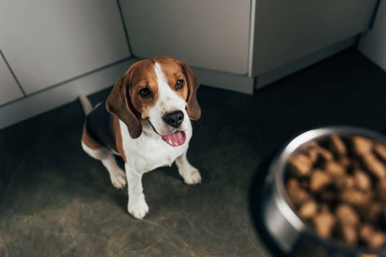 a hungry Beagle sitting and waiting for food