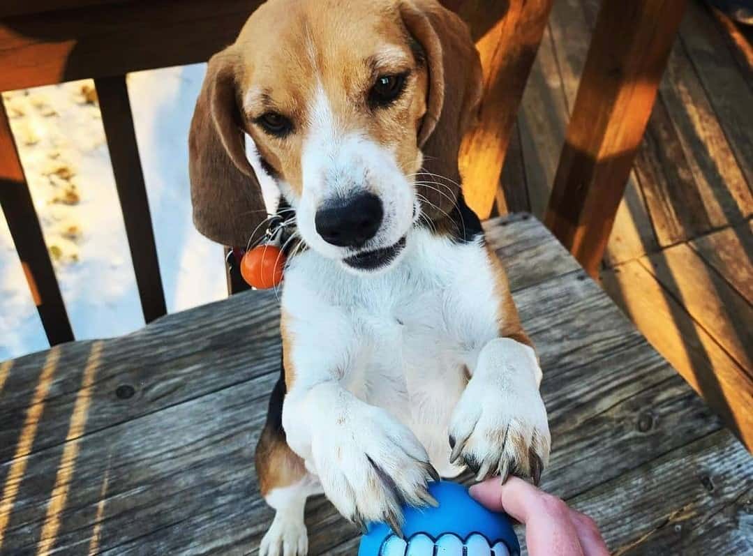 a Beagle excited for its new toy