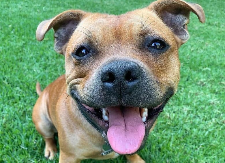 a close-up image of a Red Staffordshire Bull Terrier smiling