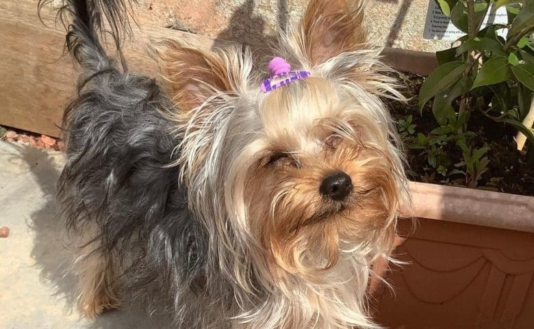a happy Yorkshire Terrier with cute purple tie and clip