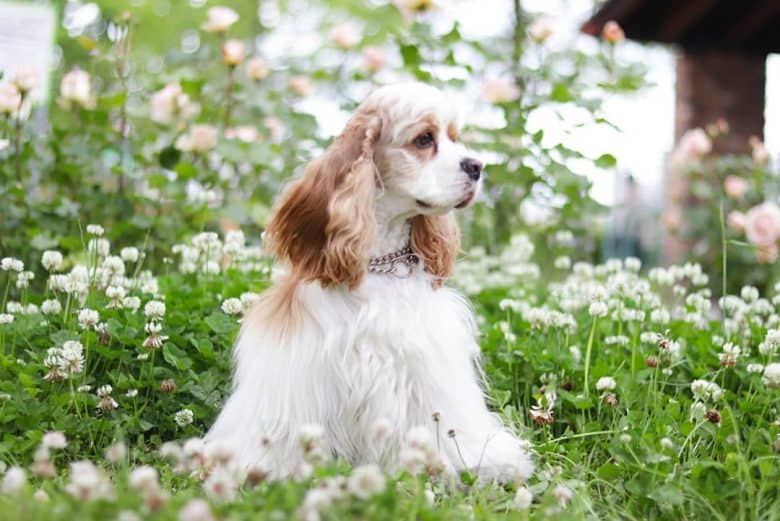 a Cocker Spaniel enjoying the park filled with white flowers