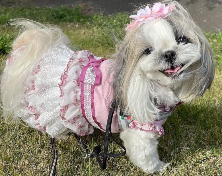 a beautiful Shih Tzu wearing a pink outfit and clip outside