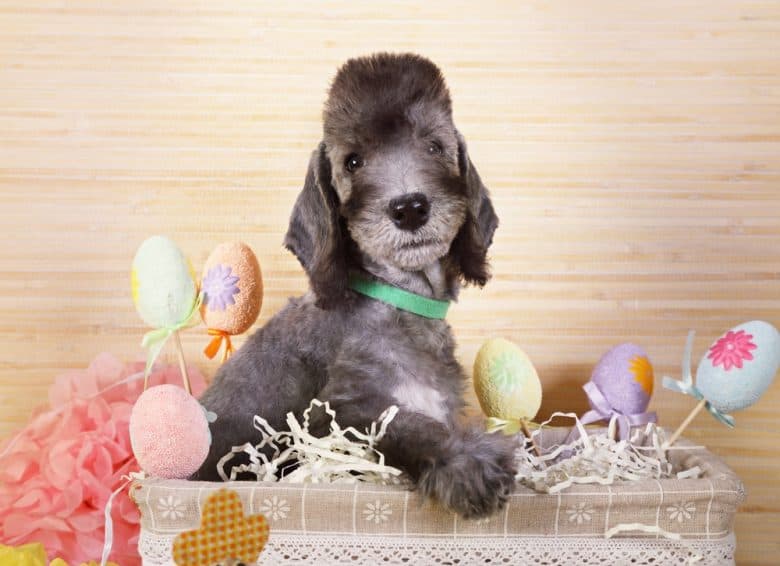 a Bedlington Terrier puppy with decorative eggs