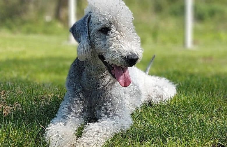 a Bedlington smiling while laying down