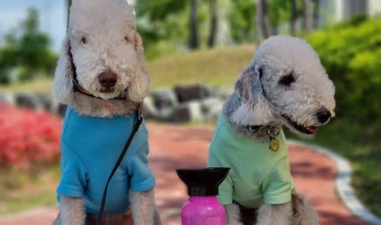 Bedlington Terriers wearing pastel color shirt