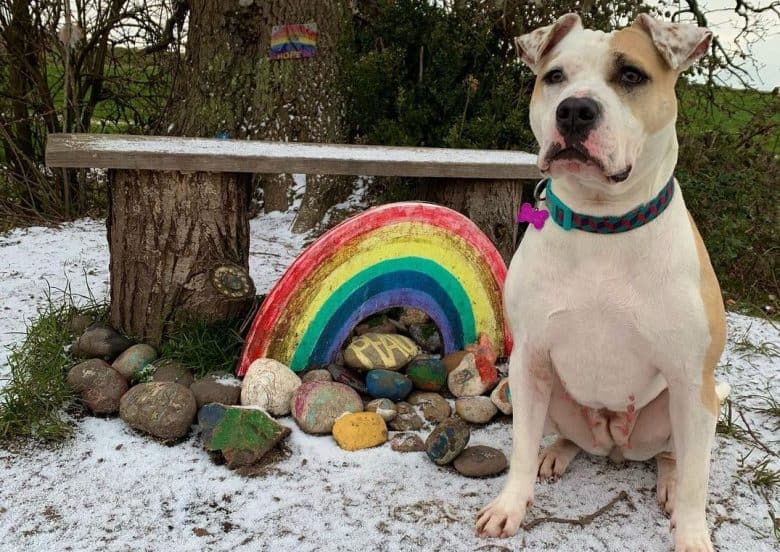 an American Bulldog near a tree with rainbow and rocks