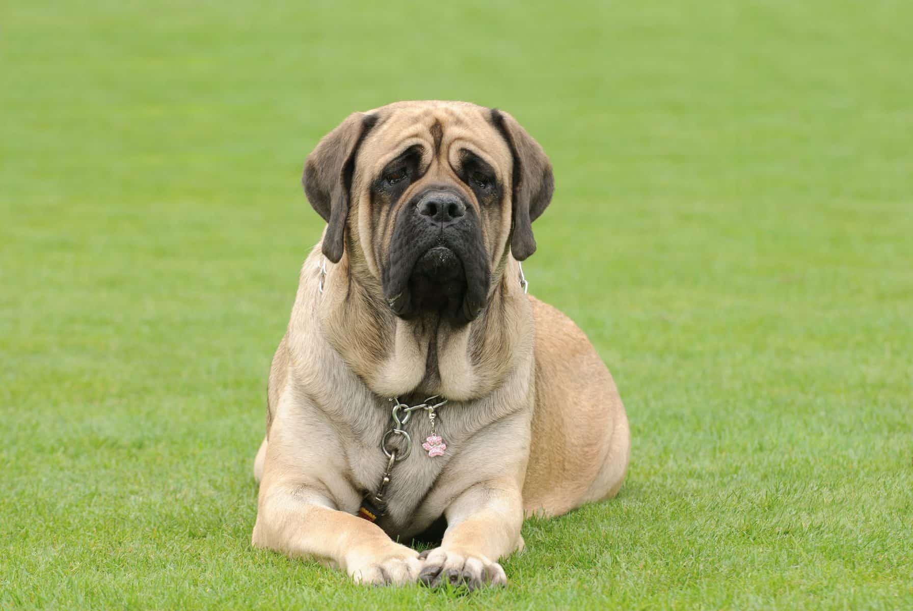 13 Best Dog Foods for English Mastiffs 2023 (Premium & Budget) K9 Web