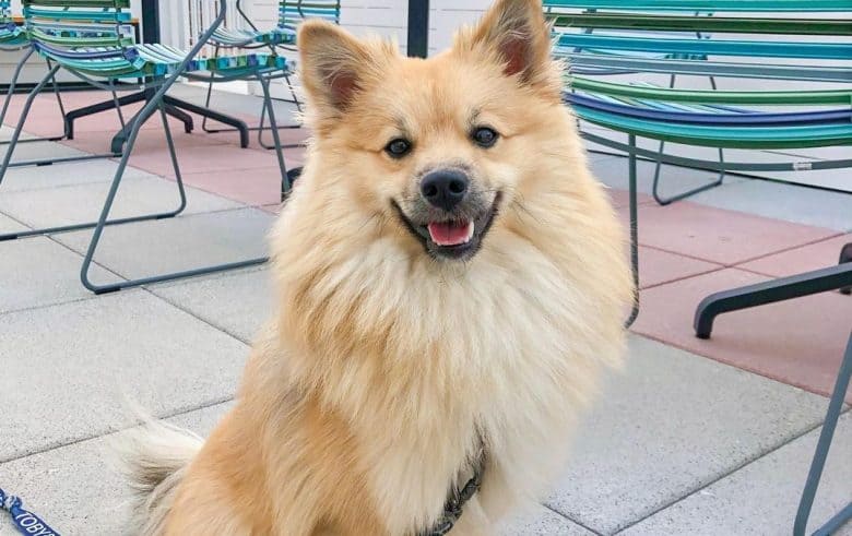 a brown Pomimo sitting adorably