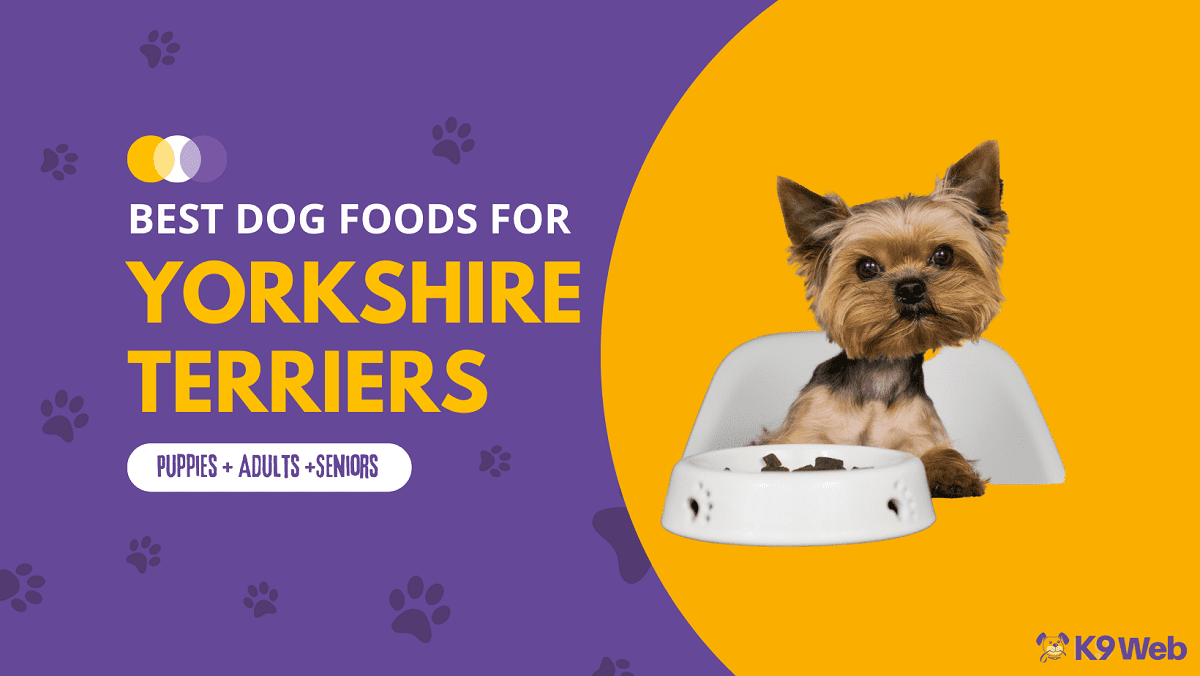 Best Dog Food for Yorkie Review