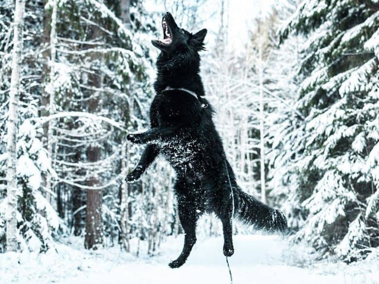 a GSD trying to reach something while jumping