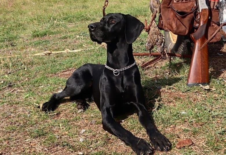 a German Shorthaired Pointer on a hunt