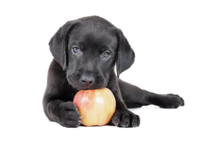 a Labrador puppy holding an apple
