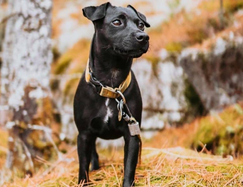 a Patterdale Terrier puppy on a hike