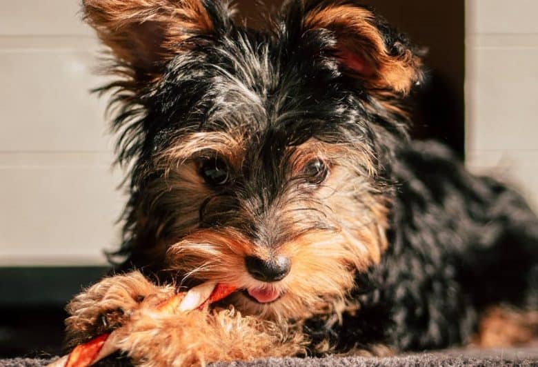 a Black and Tan Yorkie biting a candy cane treat