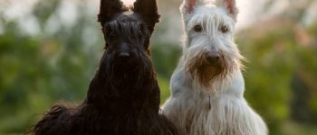 a black & a white Scottish Terrier laying on the grass