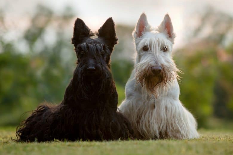 a black & a white Scottish Terrier laying on the grass