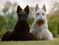 Wondering which are the best type of terrier dogs?