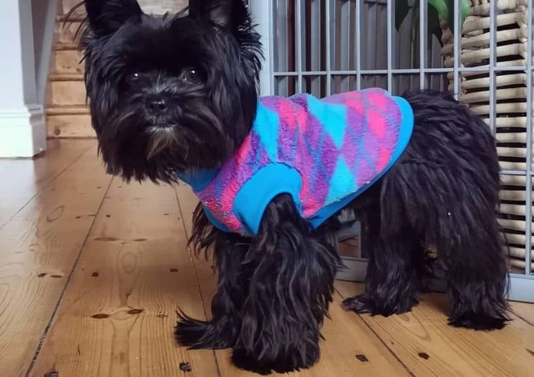 Yorkie Colors The Standard & Rare Yorkie Coat Colors K9 