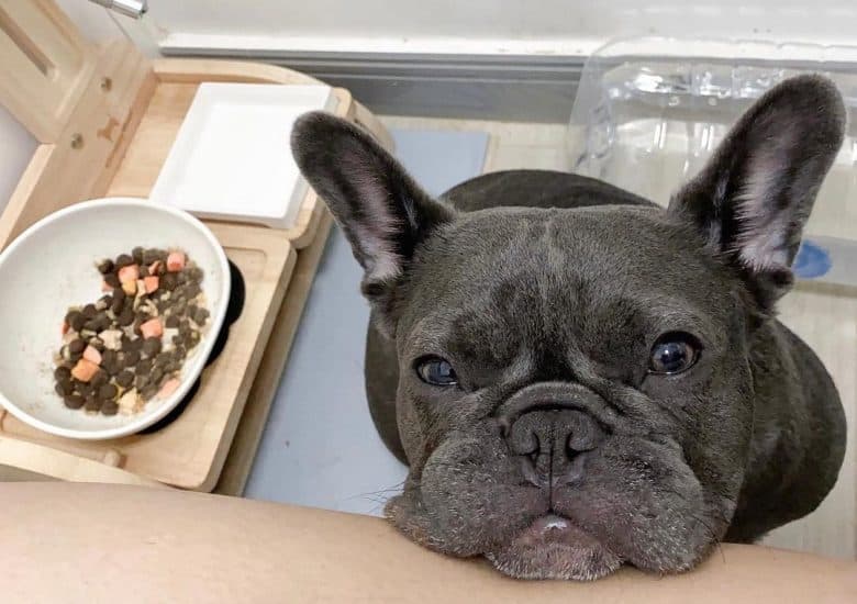 a Blue Frenchie looking at owner to change its food