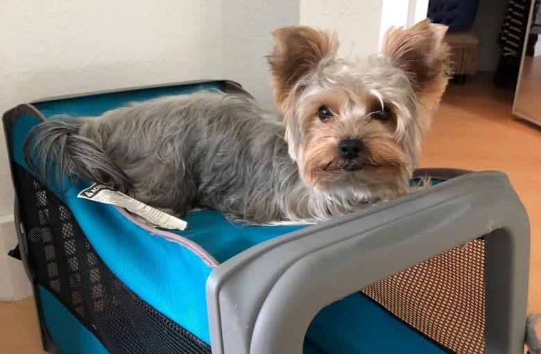 A Blue and Gold Yorkie laying on top of a crate