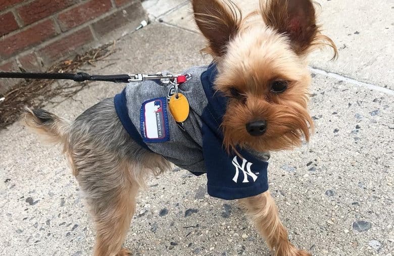 a fashionable Blue and Tan Yorkie puppy