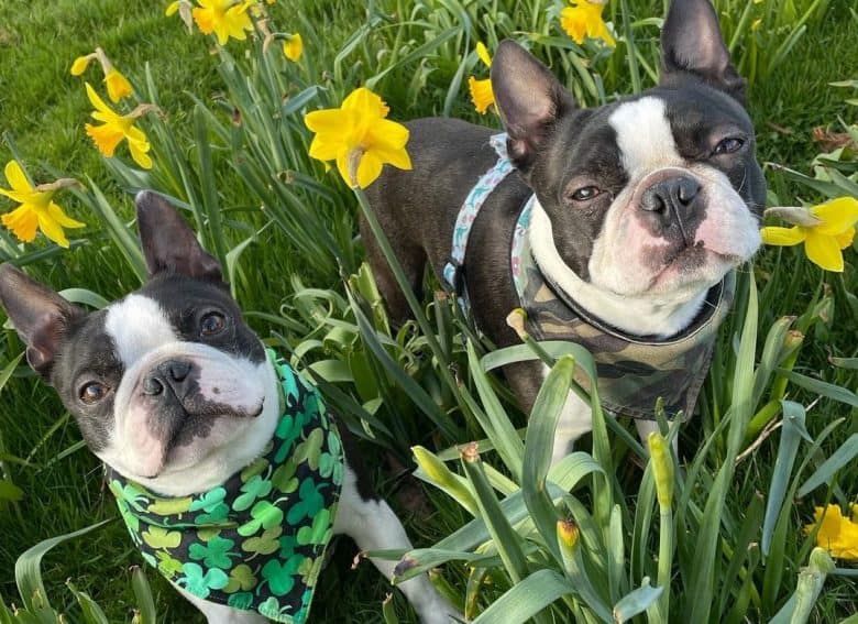 Boston Terriers in the middle of a garden with yellow flowers