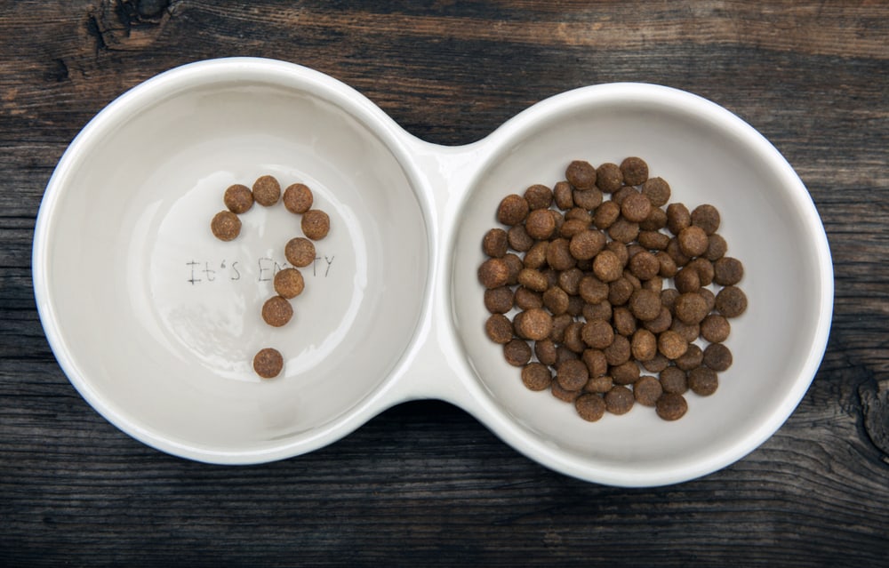 Is Wet Dog Food Better Than Dry Dog Food? K9 