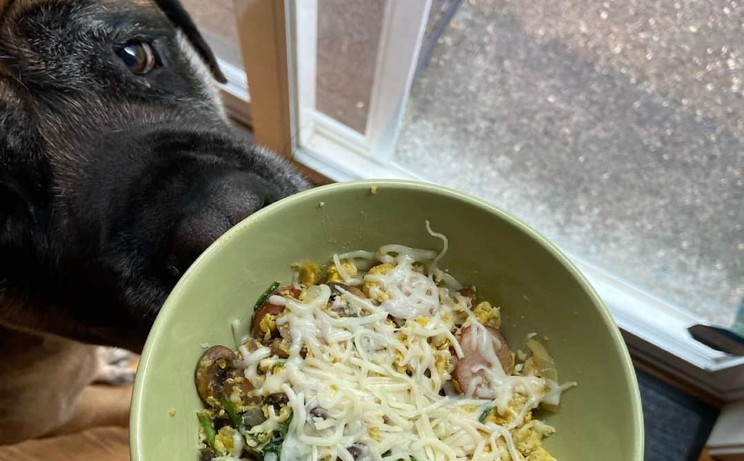 13 Best Dog Foods for English Mastiffs 2023 (Premium & Budget) K9 Web