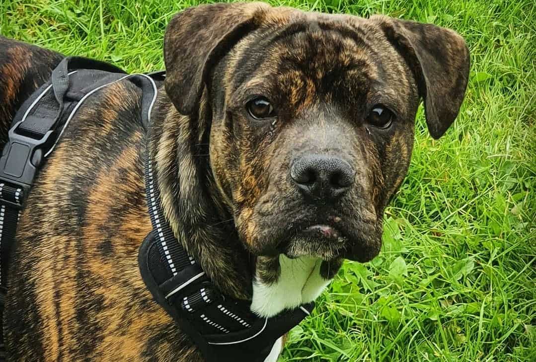 Is the loyal American Bulldog the next member of your pack? - K9 Web