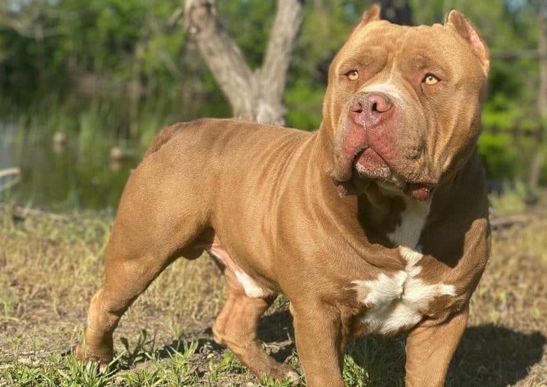 a buff American Bully standing