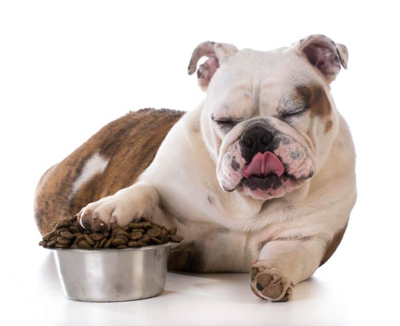 a Bulldog laying beside a dog bowl full of food