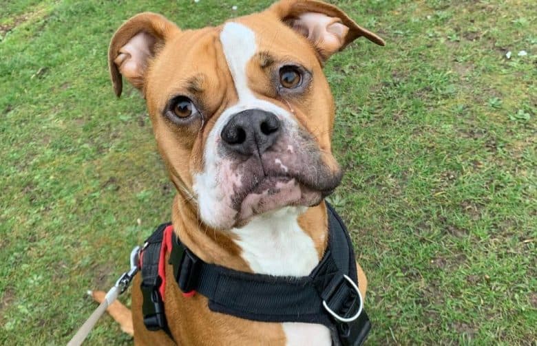 a Bulloxer wearing a harness during walkies