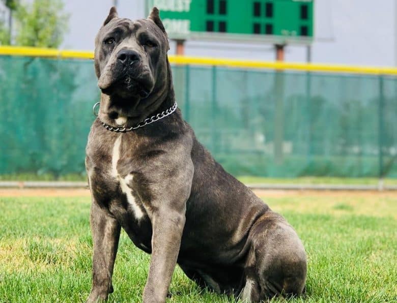 a Cane Corso Mastiff sitting while wearing a chain