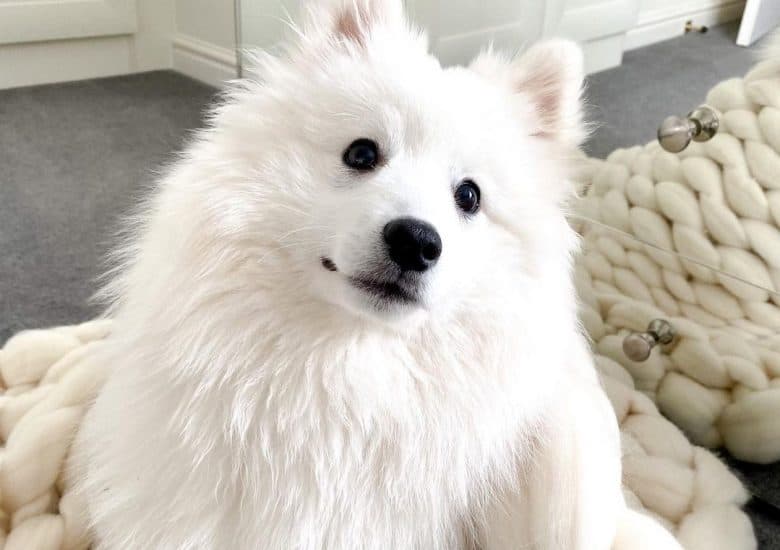 a Japanese Spitz sitting on a soft blanket