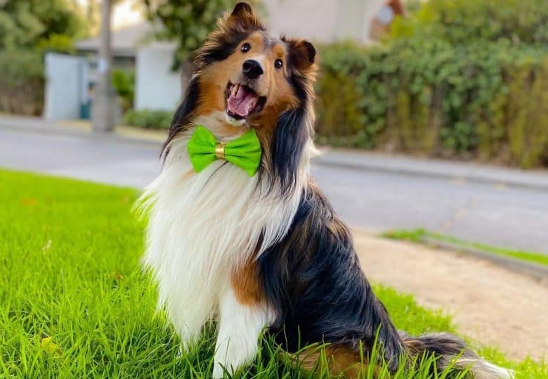 a Shetland Sheepdog wearing a lime colored bowtie