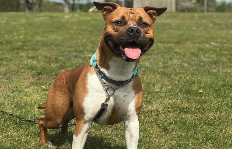 an Amstaff standing in a field