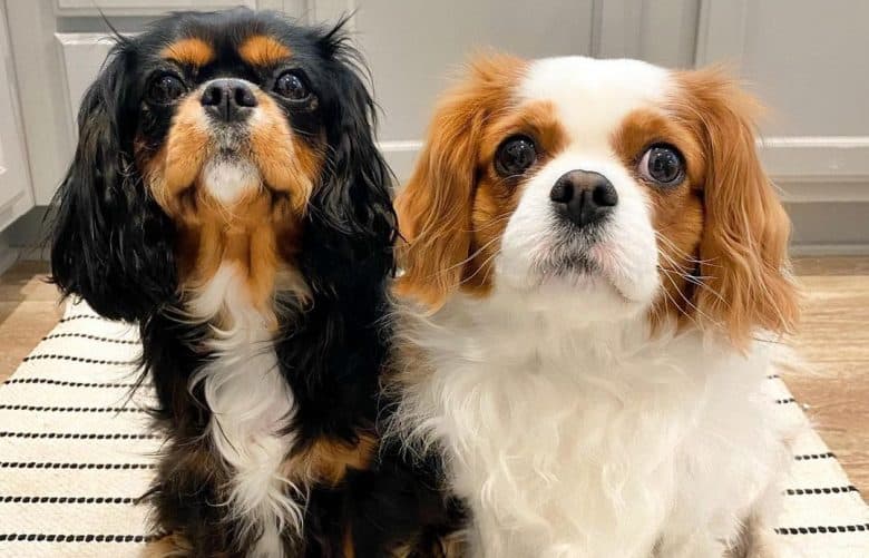 Two Cavalier King Charles Spaniel sitting on a toilet mat